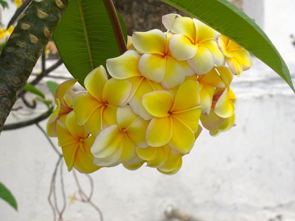 Peponi Hotel Shela ห้อง รูปภาพ